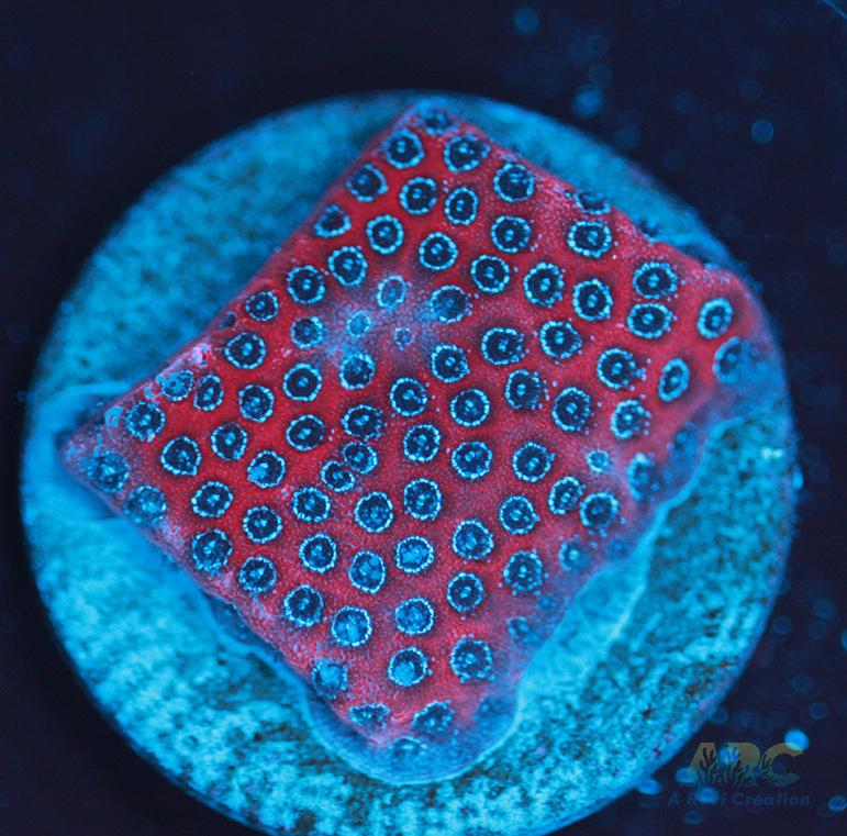 Darth Maul porites