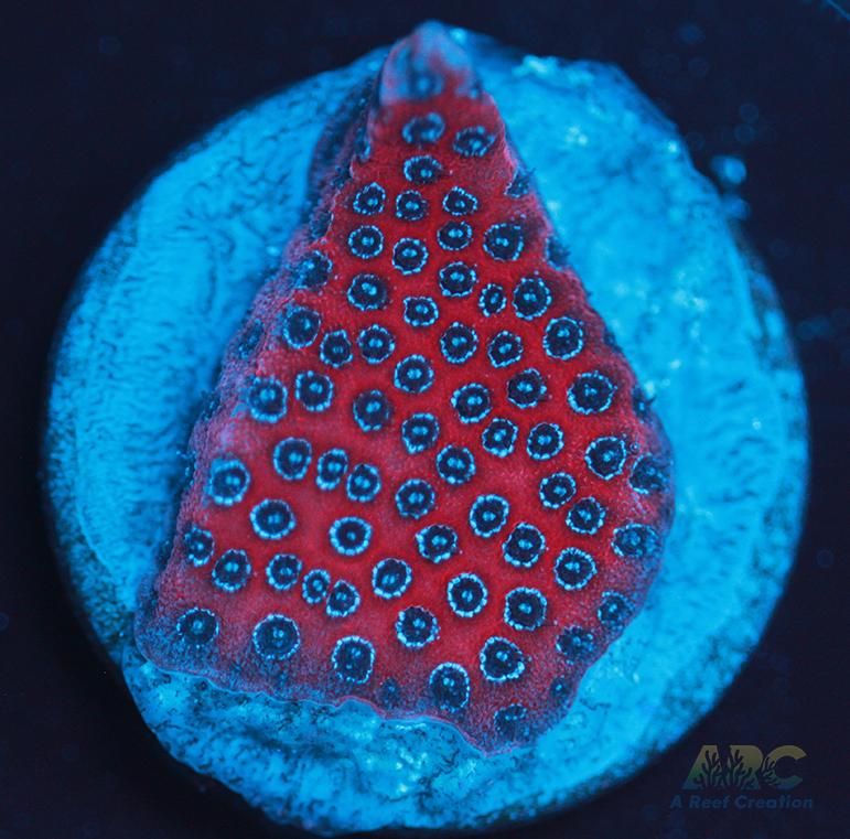Darth Maul porites