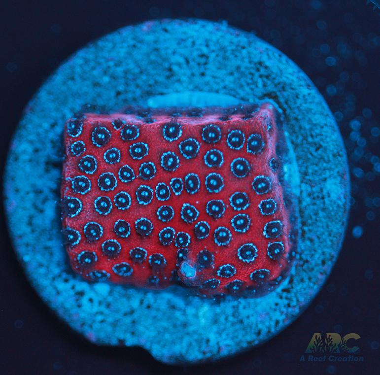 Darth Maul porites
