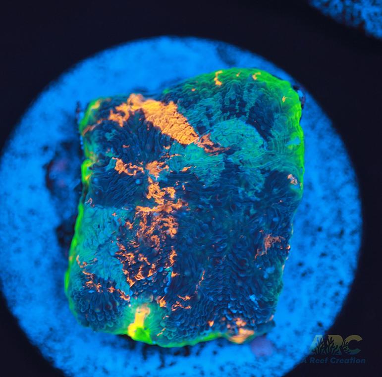 ARC Bottom Dweller Acan Echinata