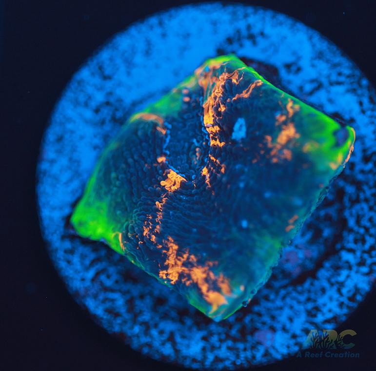 ARC Bottom Dweller Acan Echinata