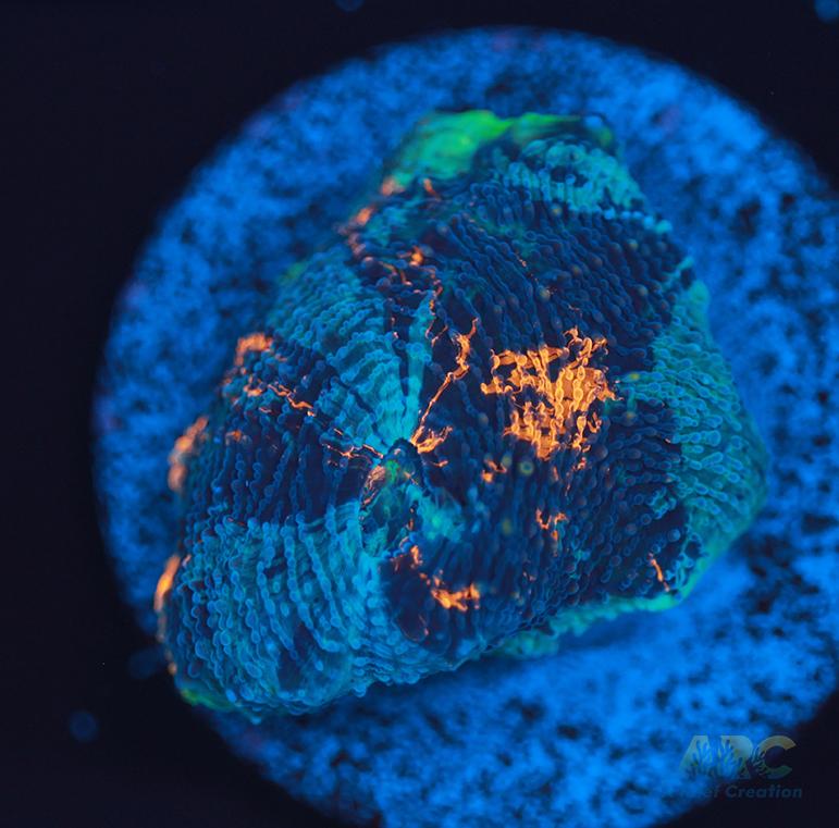 ARC Bottom Dweller Acan Echinata