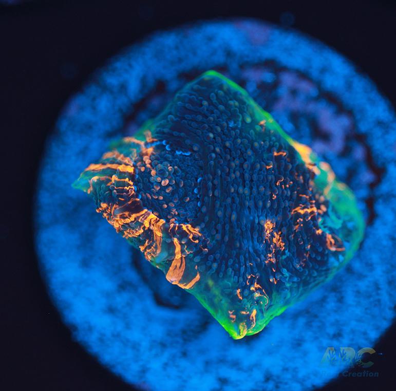 ARC Bottom Dweller Acan Echinata