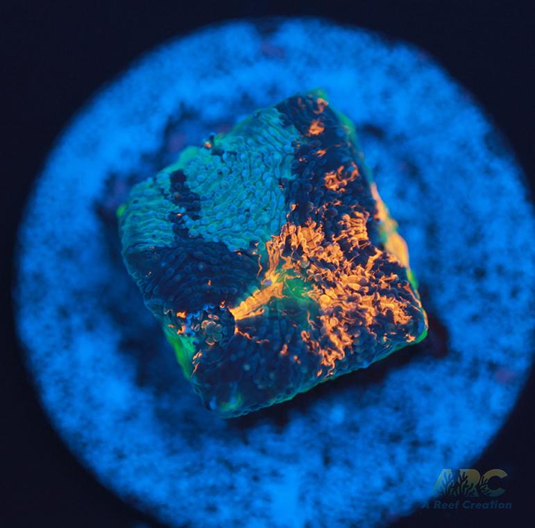 ARC Bottom Dweller Acan Echinata