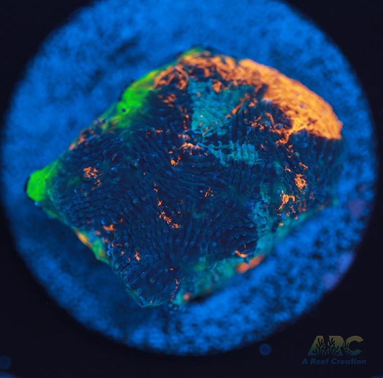 ARC Bottom Dweller Acan Echinata