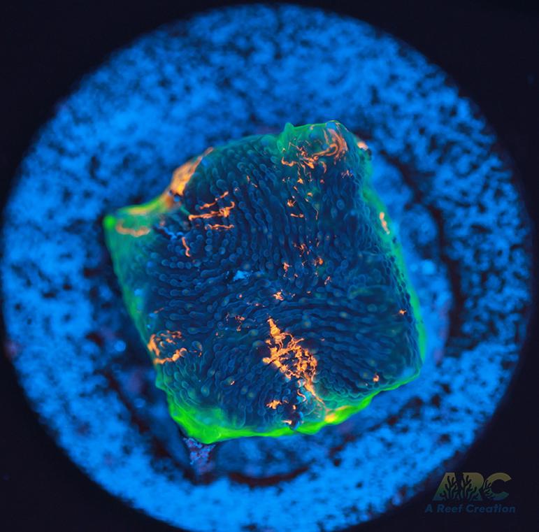 ARC Bottom Dweller Acan Echinata