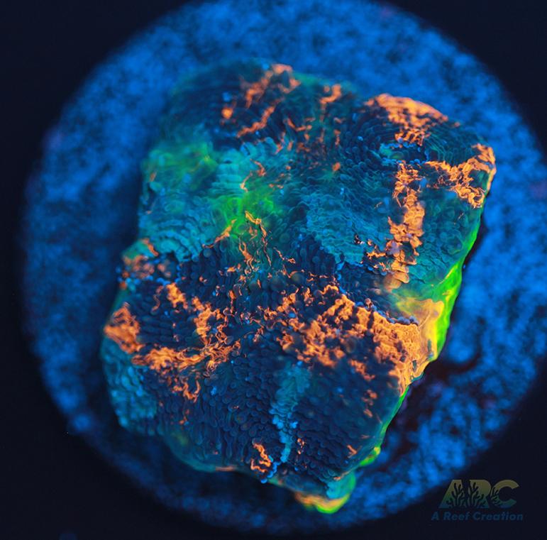 ARC Bottom Dweller Acan Echinata