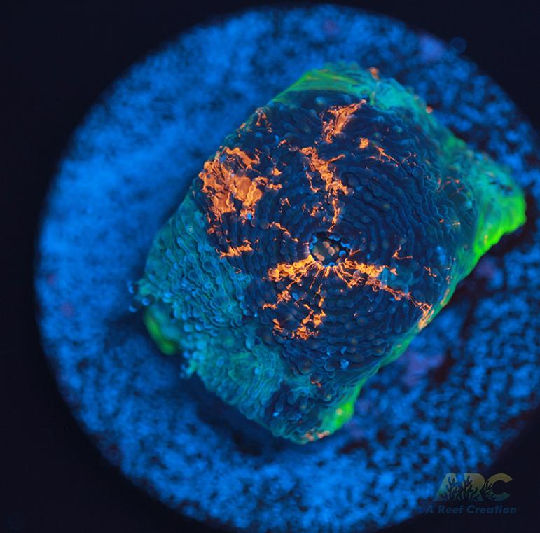 ARC Bottom Dweller Acan Echinata