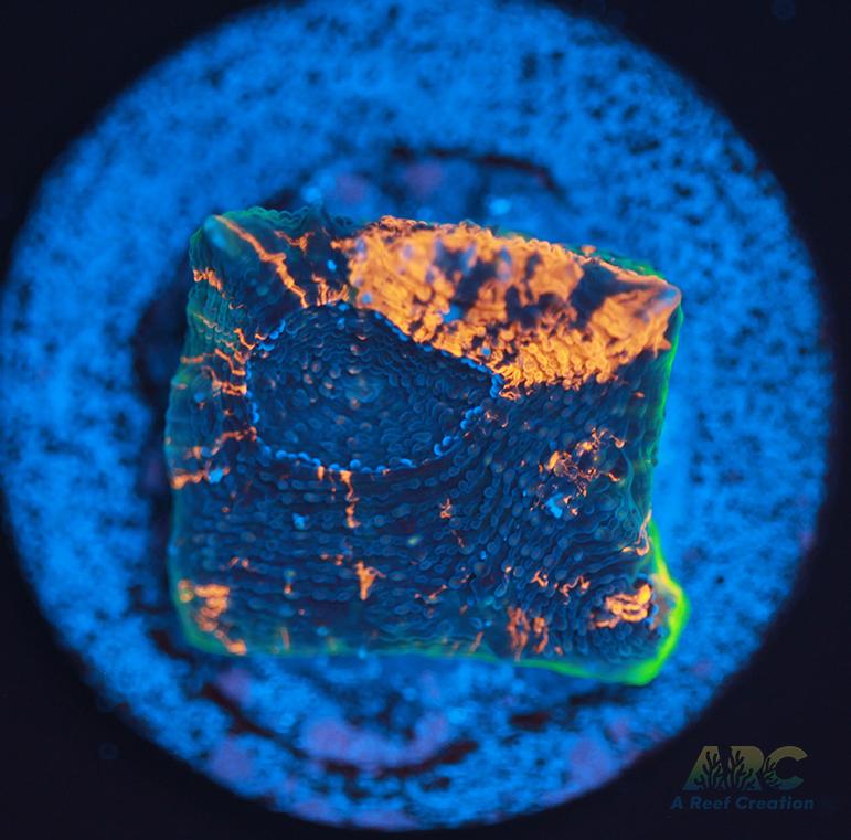 ARC Bottom Dweller Acan Echinata
