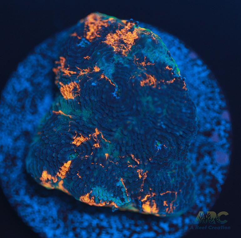 ARC Bottom Dweller Acan Echinata