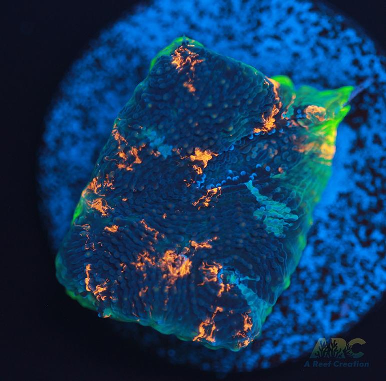 ARC Bottom Dweller Acan Echinata