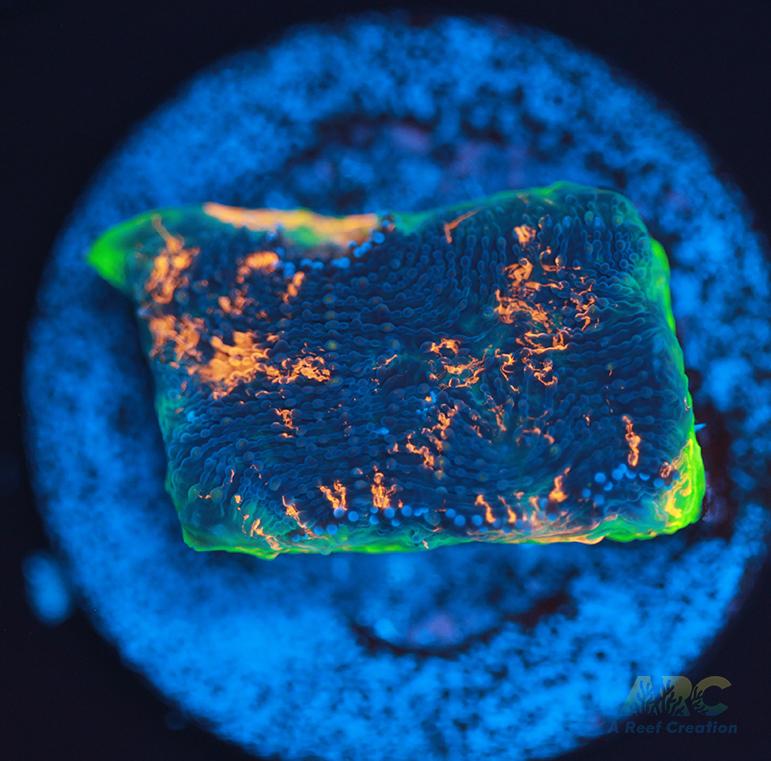 ARC Bottom Dweller Acan Echinata