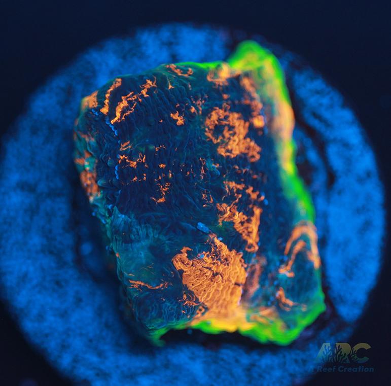 ARC Bottom Dweller Acan Echinata