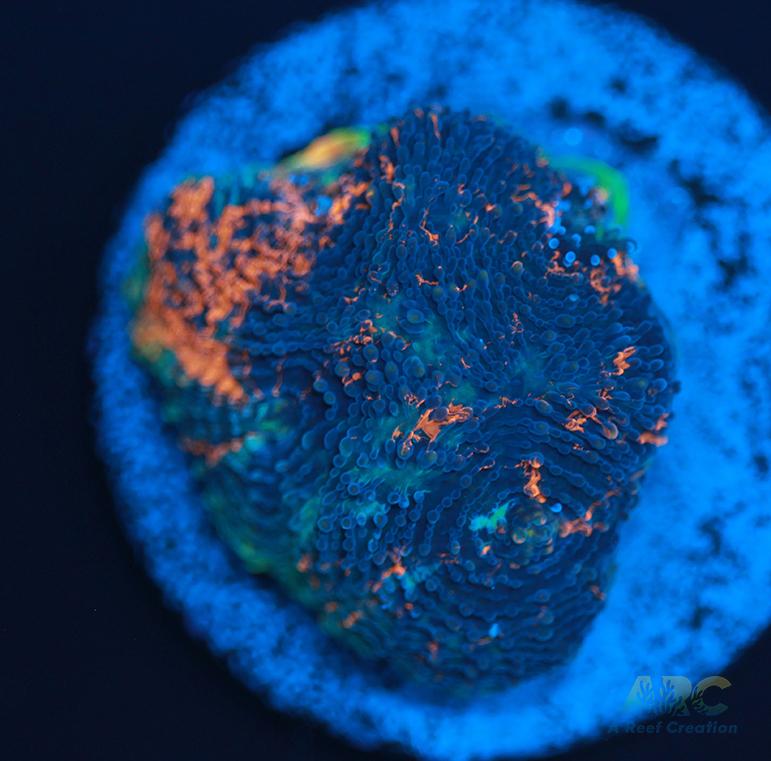 ARC Bottom Dweller Acan Echinata