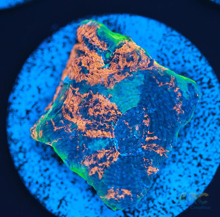 ARC Bottom Dweller Acan Echinata