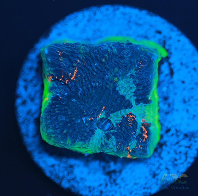 ARC Bottom Dweller Acan Echinata