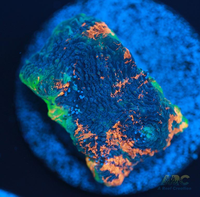 ARC Bottom Dweller Acan Echinata