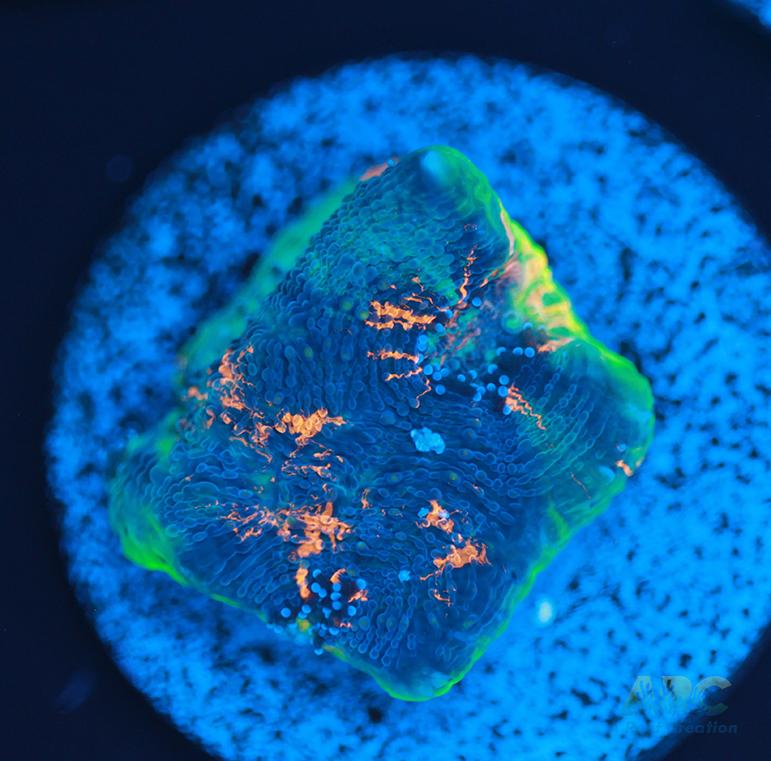 ARC Bottom Dweller Acan Echinata
