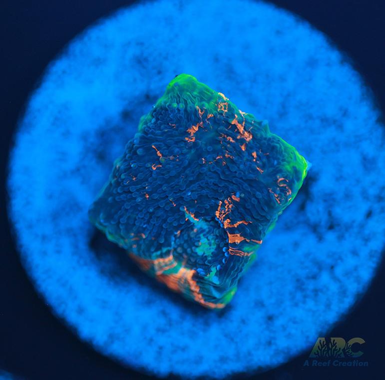 ARC Bottom Dweller Acan Echinata