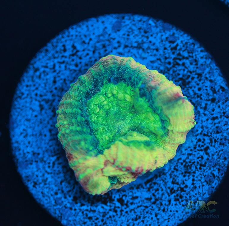 Brent's Reverse Prism Favia