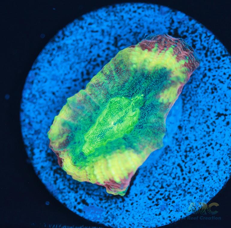 Brent's Reverse Prism Favia