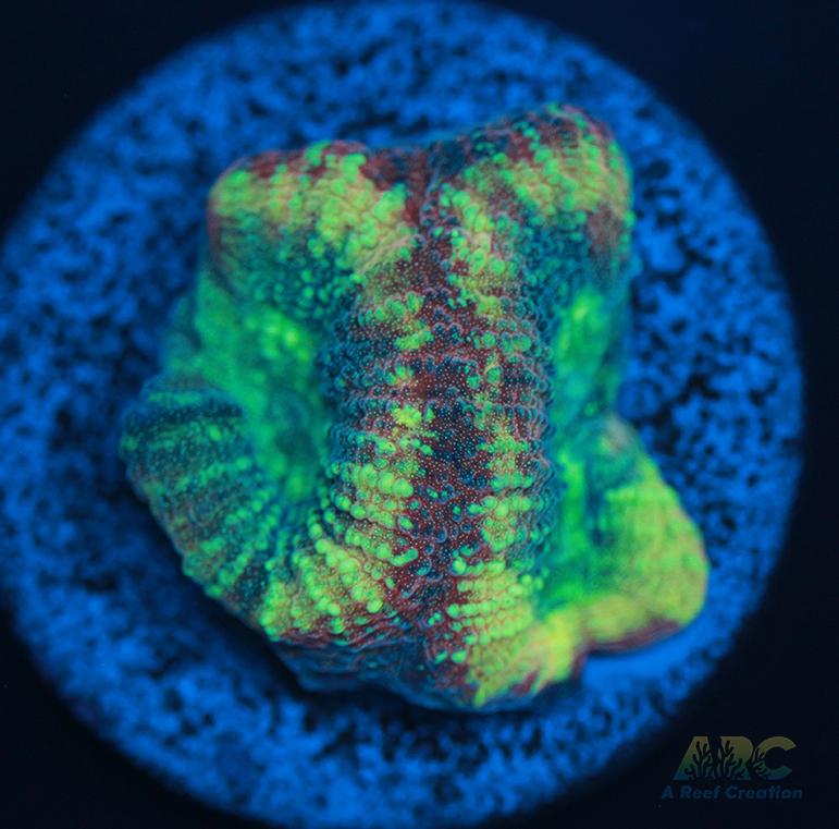 Brent's Reverse Prism Favia