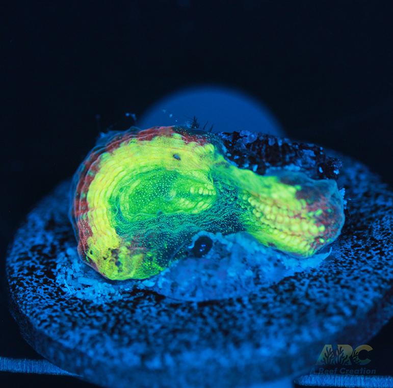 Brent's Reverse Prism Favia