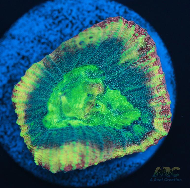 Brent's Reverse Prism Favia