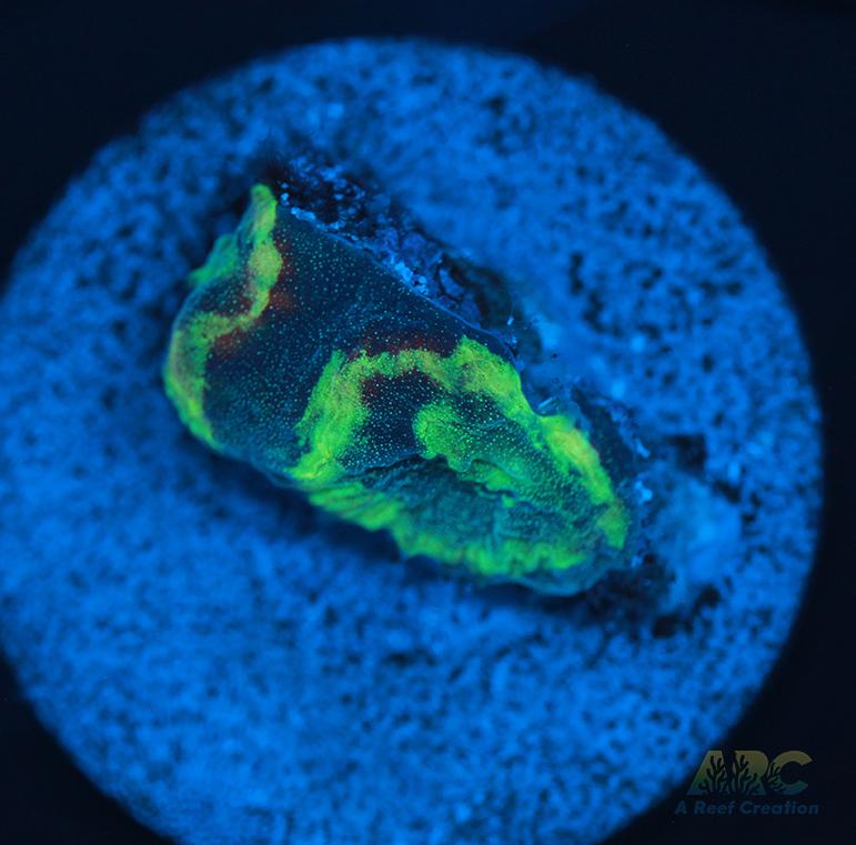 Brent's Reverse Prism Favia