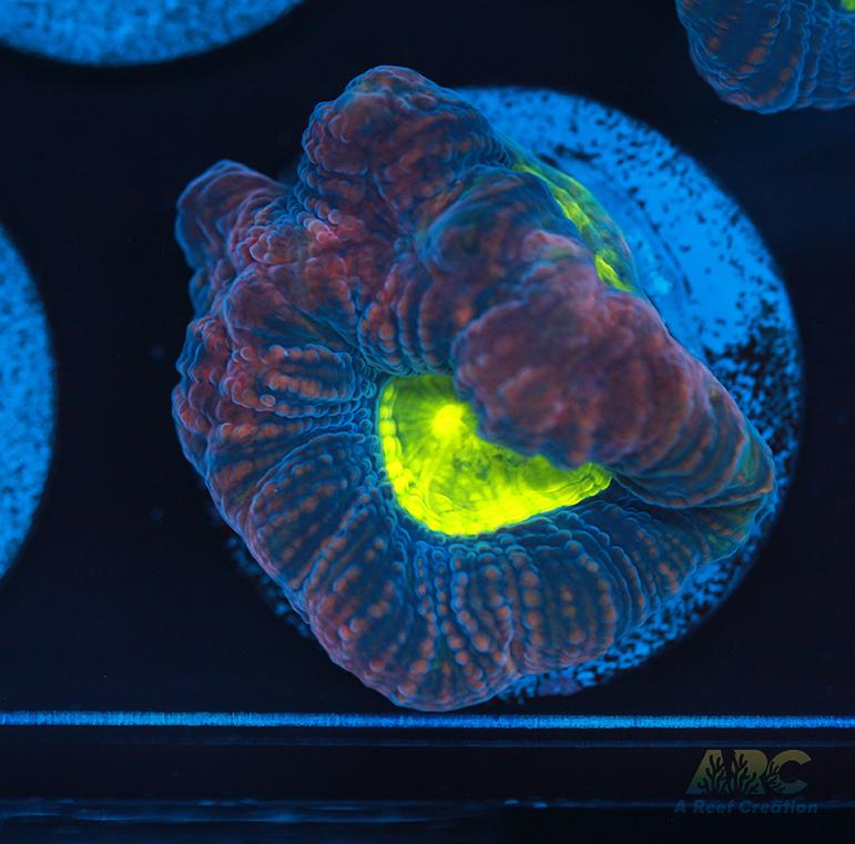 Brent's Dragon Soul Favia