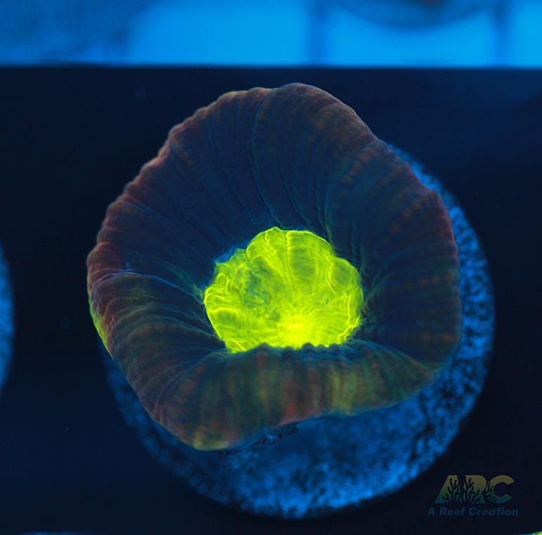 Brent's Dragon Soul Favia