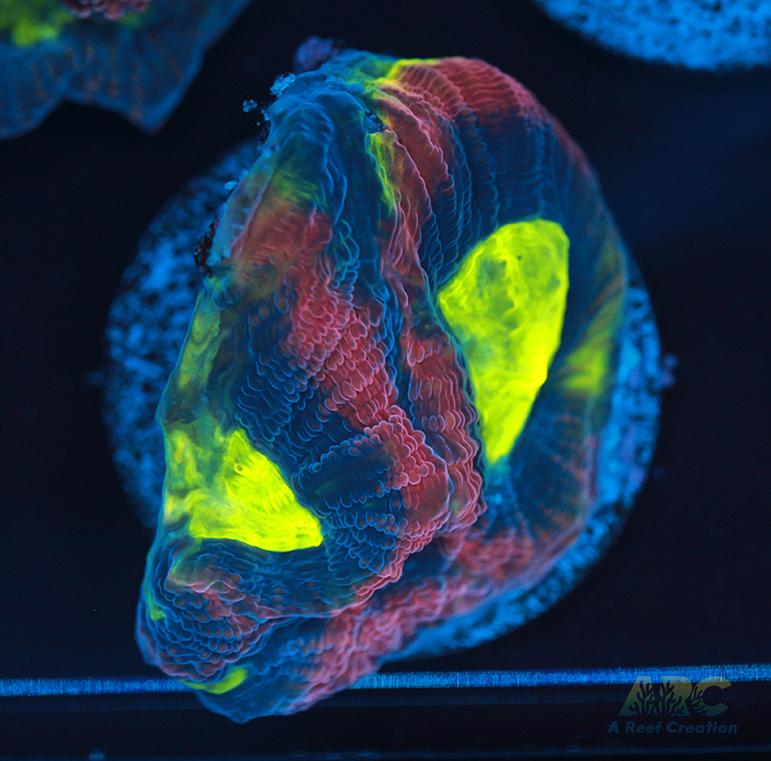 Brent's Dragon Soul Favia