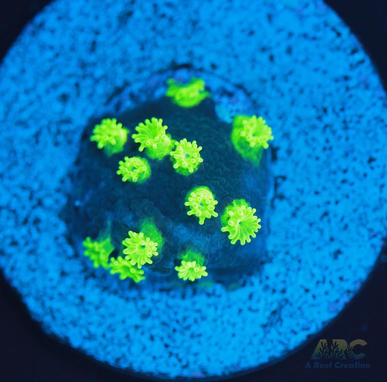 ARC Electric Astreopora