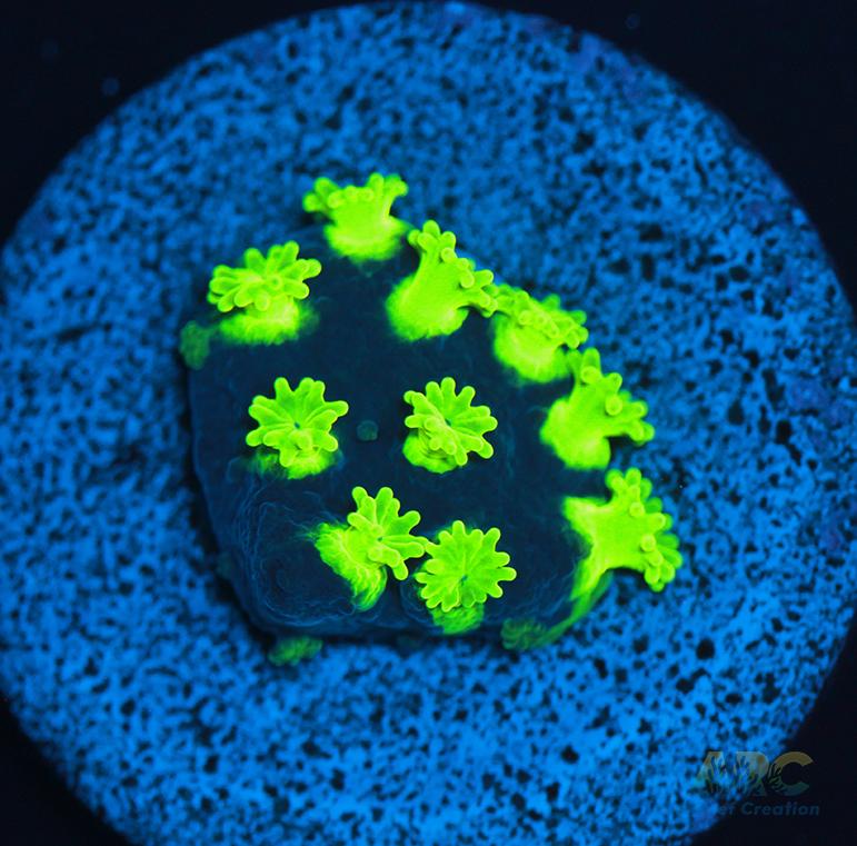 ARC Electric Astreopora