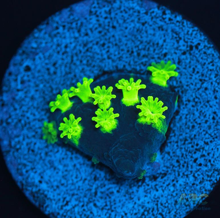 ARC Electric Astreopora