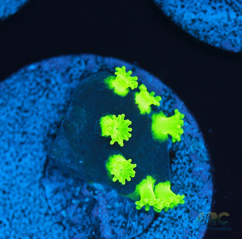 ARC Electric Astreopora