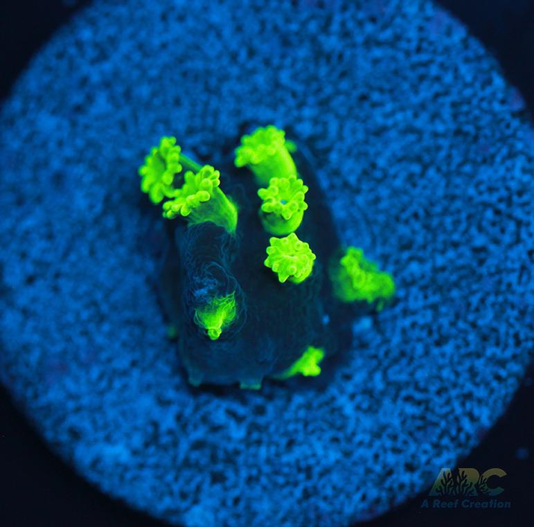 ARC Electric Astreopora