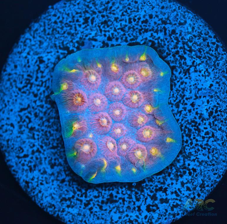 ARC Halley's Comet Plating Cyphastrea