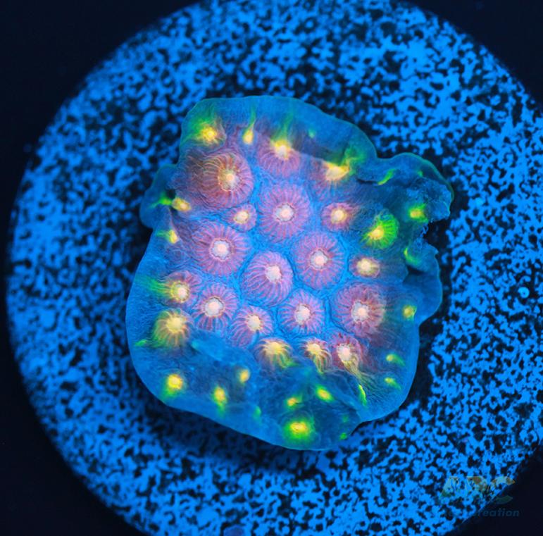 ARC Halley's Comet Plating Cyphastrea