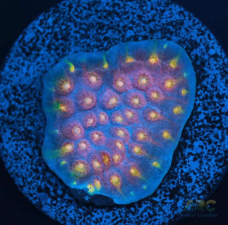 ARC Halley's Comet Plating Cyphastrea