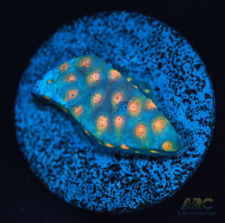 ARC Techno Viking Cyphastrea