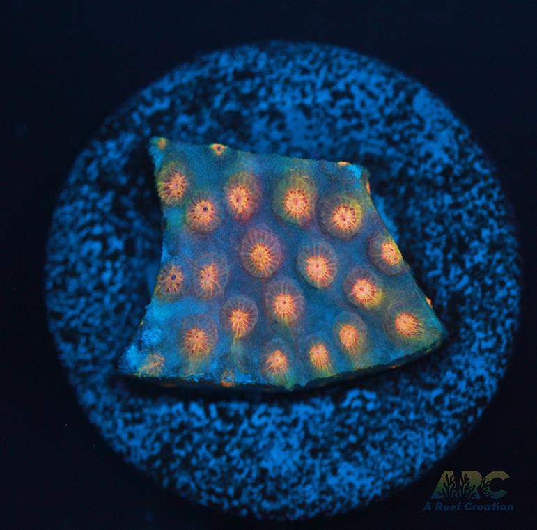 ARC Techno Viking Cyphastrea