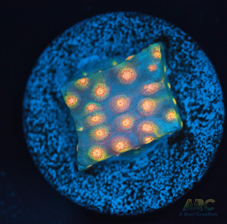 ARC Techno Viking Cyphastrea