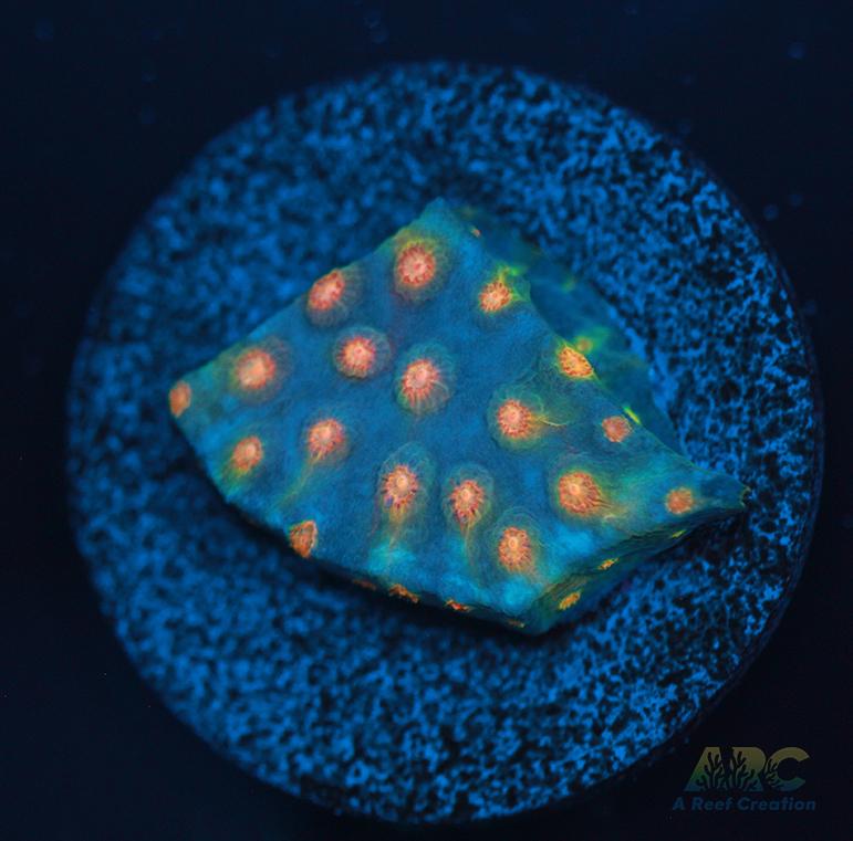 ARC Techno Viking Cyphastrea