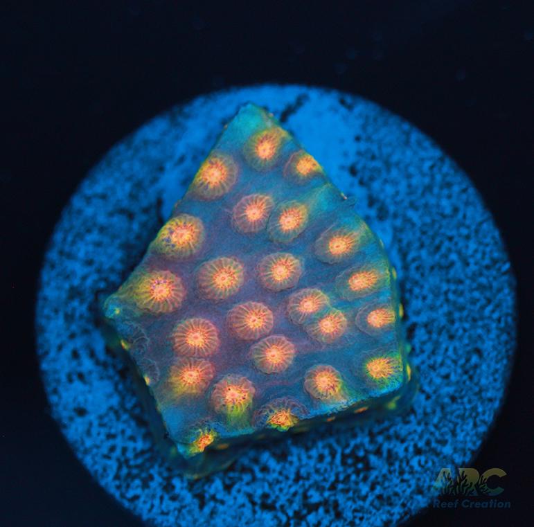 ARC Techno Viking Cyphastrea