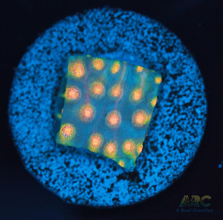 ARC Techno Viking Cyphastrea