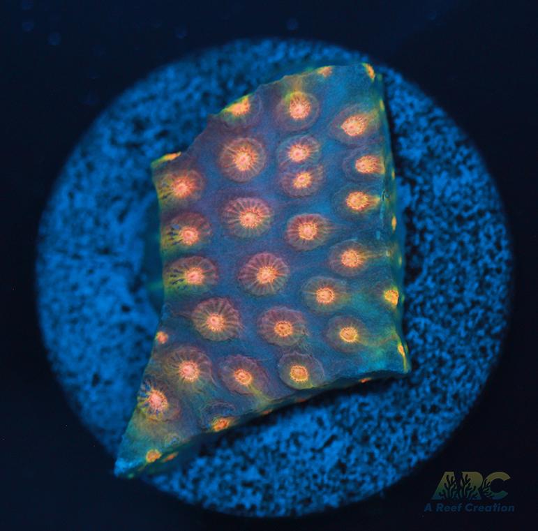 ARC Techno Viking Cyphastrea