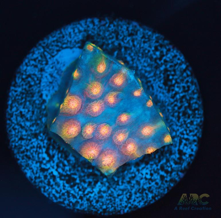 ARC Techno Viking Cyphastrea