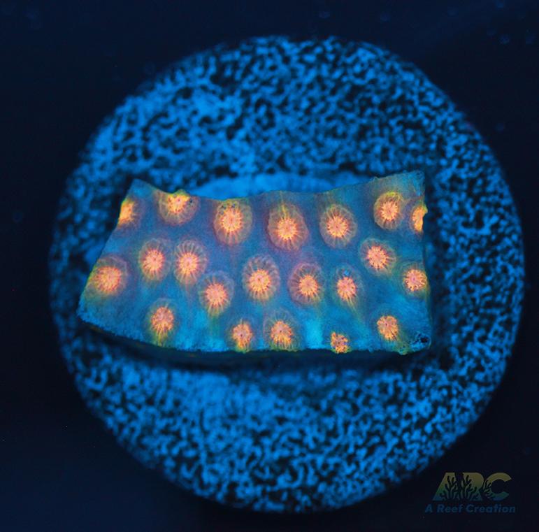 ARC Techno Viking Cyphastrea