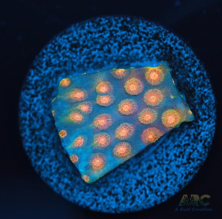 ARC Techno Viking Cyphastrea